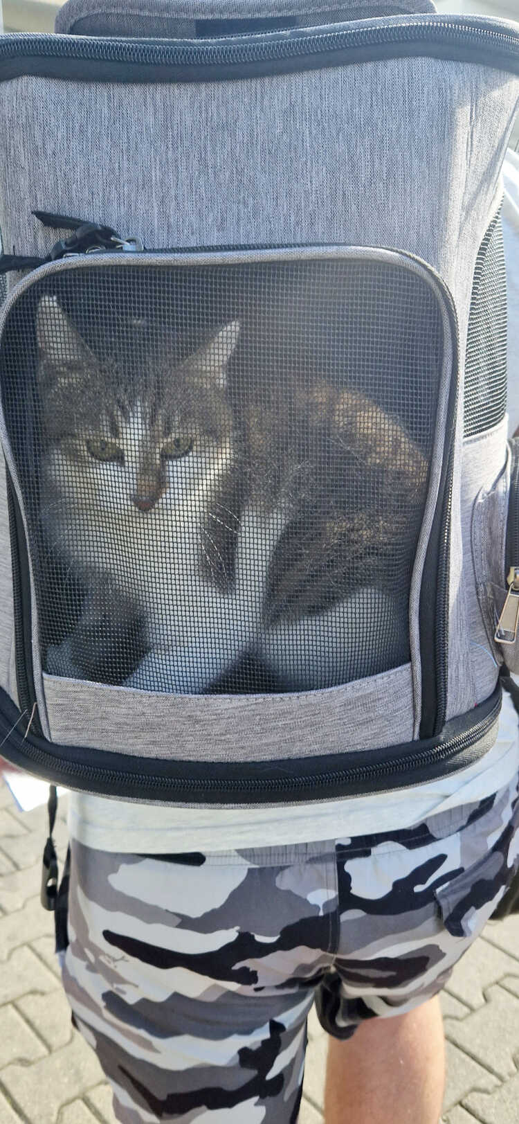Transporter plecak dla kota 01