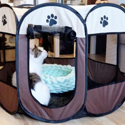 Namiot dla kota